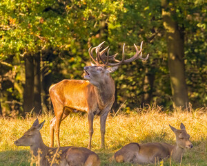 Red deer male in rutting season standing behind two laying females