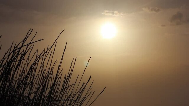Silhouettes of reeds swaying in the wind by the sea at sunrise