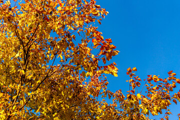 yellow and red maple leaves against a bright blue sky