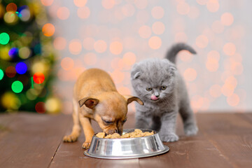 Little toy terrier and scots kitten eat food from a bowl on the background of a christmas tree