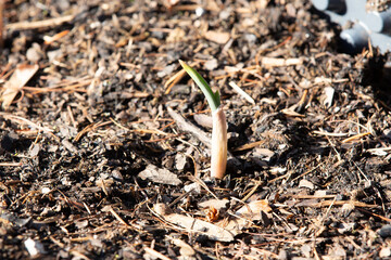 Knoblauch im Februar