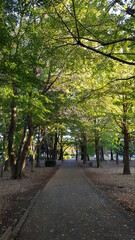 Fototapeta premium autumn in the park