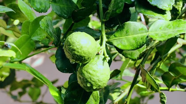 Fresh Bergamots and leaves on tree with water drops on them fruity,   with herbaceous bergamia Aroma