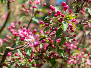 Spring blooming fruit trees. Pink apple flower on green leaves background . Springtime, blossom orchard.