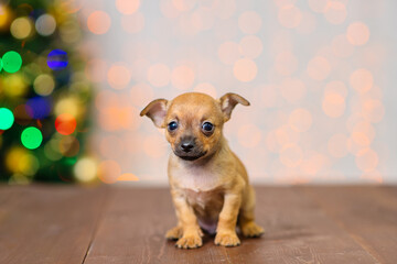 A tiny red toy terrier puppy on the background of a Christmas tree stands on a wooden floor