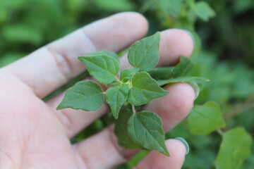 Parietaria judaica, also known as pellitory of the wall or asthma weed, is a common weed found growing on most lawns in Florida. Pellitory has a high allergy rate, but is also medicinal and edible.