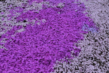 Obraz premium 敷き詰められた芝桜