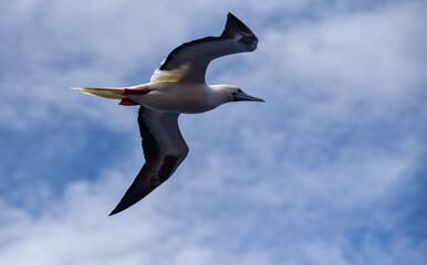 Seabird Masked, Blue-faced Booby (Sula dactylatra) flying over the blue and calm ocean. Seabird is hunting for flying fish jumping out of the water.