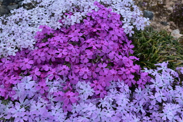 春の訪れを感じる芝桜
