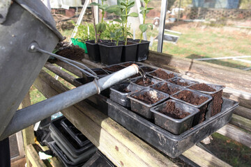 Water being poured from a watering can onto compost in plant pots inside a greenhouse