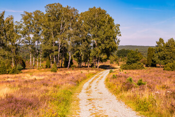 Fototapeta na wymiar Beautiful hiking trails in the summer. Lüneburg Heath Nature Reserve. Northern Germany.