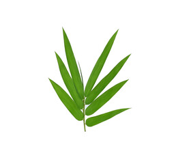 Obraz premium Bamboo leaf green on white background
