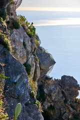 a goat on the rocky and steep slope overlooking the sea in search of food