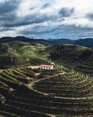 House in the vineyard