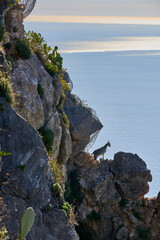 a goat on the rocky and steep slope overlooking the sea in search of food