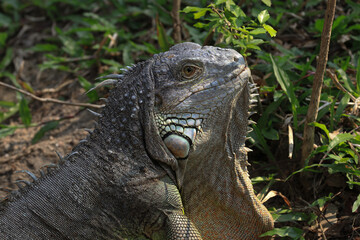 Close up Green Iguana