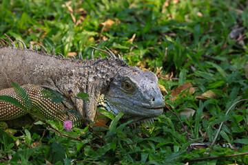 Close up Green Iguana