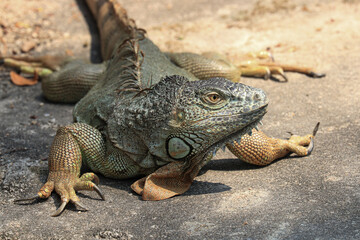 Close up Green Iguana