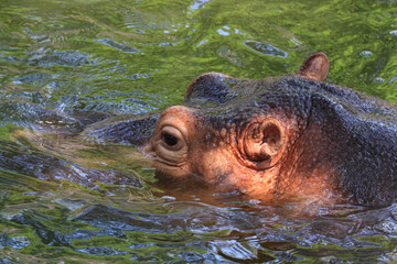 Happy Hippopotamus in the Pond