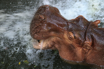 Fototapeta na wymiar Happy Hippopotamus in the Pond