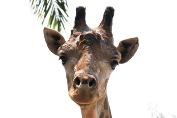 Close up Giraffe's Face