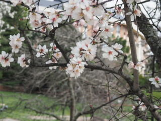 detaller de las flores de almendro