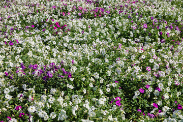 Petunia flower field. Flowering landscapes.