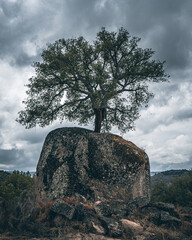 tree on a rock