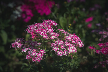 Rainbow pink flower bed. 
Dianthus chinensis (Chinese Pink).  Selective focus on Flowering landscapes.