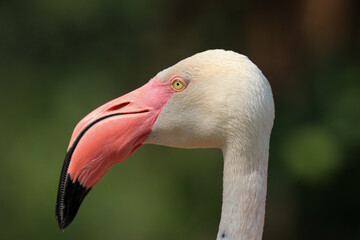 Obraz premium Close up Flamingo in the lake
