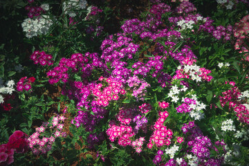 Rainbow pink flower bed. 
Dianthus chinensis (Chinese Pink).  Selective focus on Flowering landscapes.