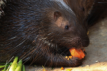 Close up Malayan Porcupine