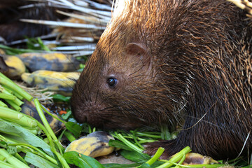 Close up Malayan Porcupine