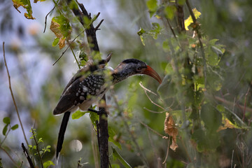 A red-billed Hornbill, Tockus erythrorhynchus, sits on a bush and searches for food. Namibia