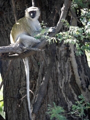 The female Green Monkey, Chlorocebus aethiops, sits on a branch and observes the surroundings. Namibia