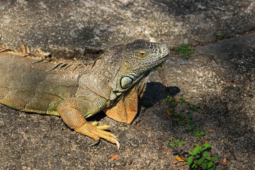 Close up Green Iguana