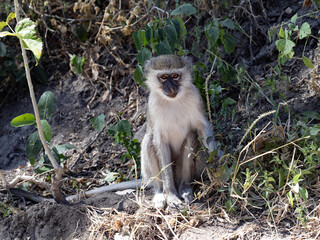 Female Green Monkey, Chlorocebus aethiops, looking for food on the ground. Namibia