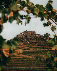 autumn leaves on the wall