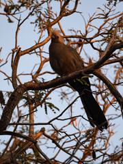 Namibia's Gray Lourie, Corythaixoides concolor, sits on a branch in the early evening light. Namibia