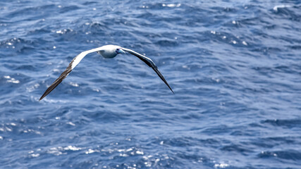 Seabird Masked, Blue-faced Booby (Sula dactylatra) flying over the blue and calm ocean. Seabird is hunting for flying fish jumping out of the water.