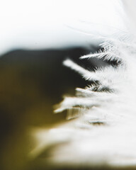 feather macro