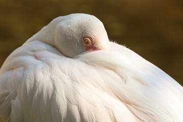 Fototapeta premium Close up White Flamingo in the lake