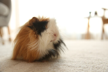 Adorable guinea pig on floor indoors, space for text. Lovely pet
