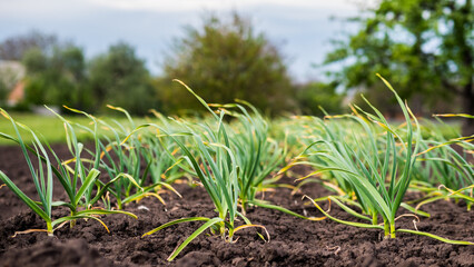 Smooth rows of garlic grow on the bed