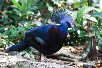 Close up Blue Pigeon, Victorian Crowned Pigeon