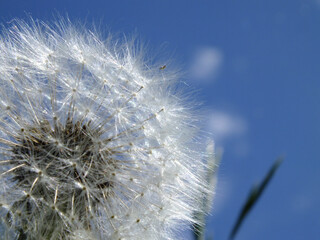 dandelion and sky