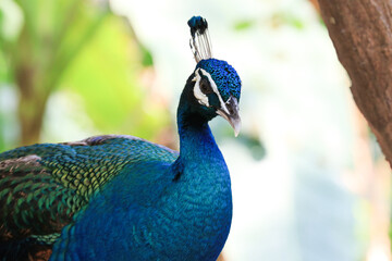 Obraz premium Close up Colorful Peacock