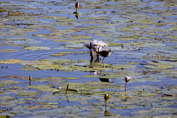 African jacana, Acanthophilornis africanus, looking for food on a lake among water lilies. Namibia