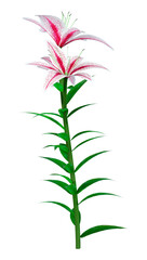 3D Rendering Stargazer Asiatic Lily on White