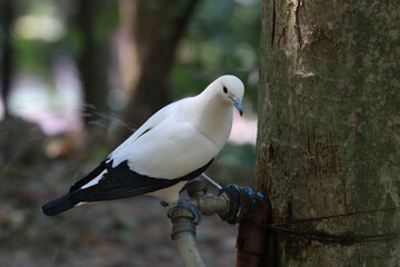 Close up White  Pied Imperial Pigeon